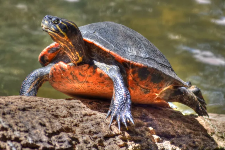 Florida Red Bellied Turtle shutterstock 1103186003