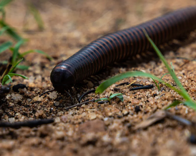 Giant African Millipede