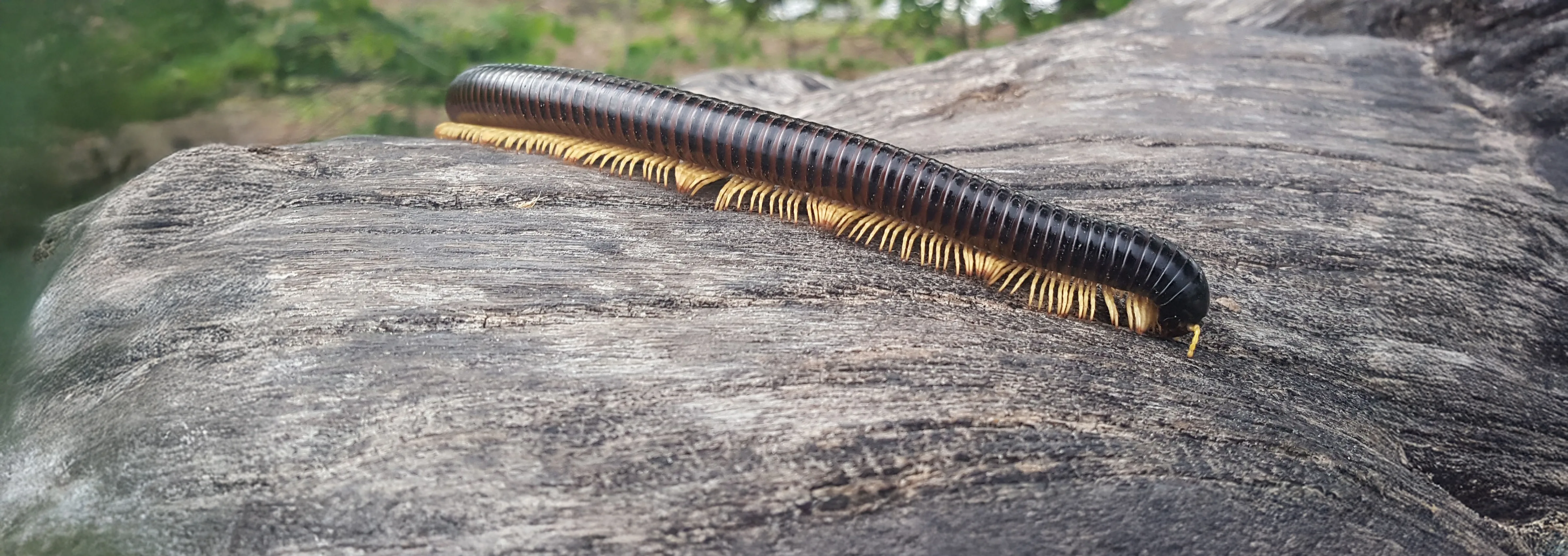 Giant African Millipede 278416755 extended copy