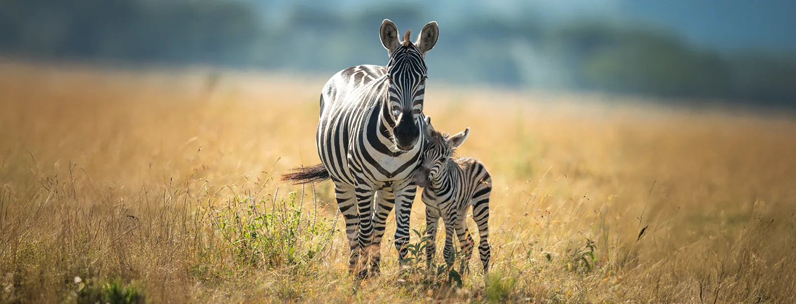 Grants Zebra 334674215 copy