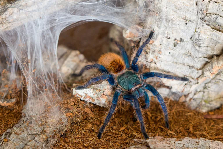 Green Bottle Blue Tarantula shutterstock 2053332749