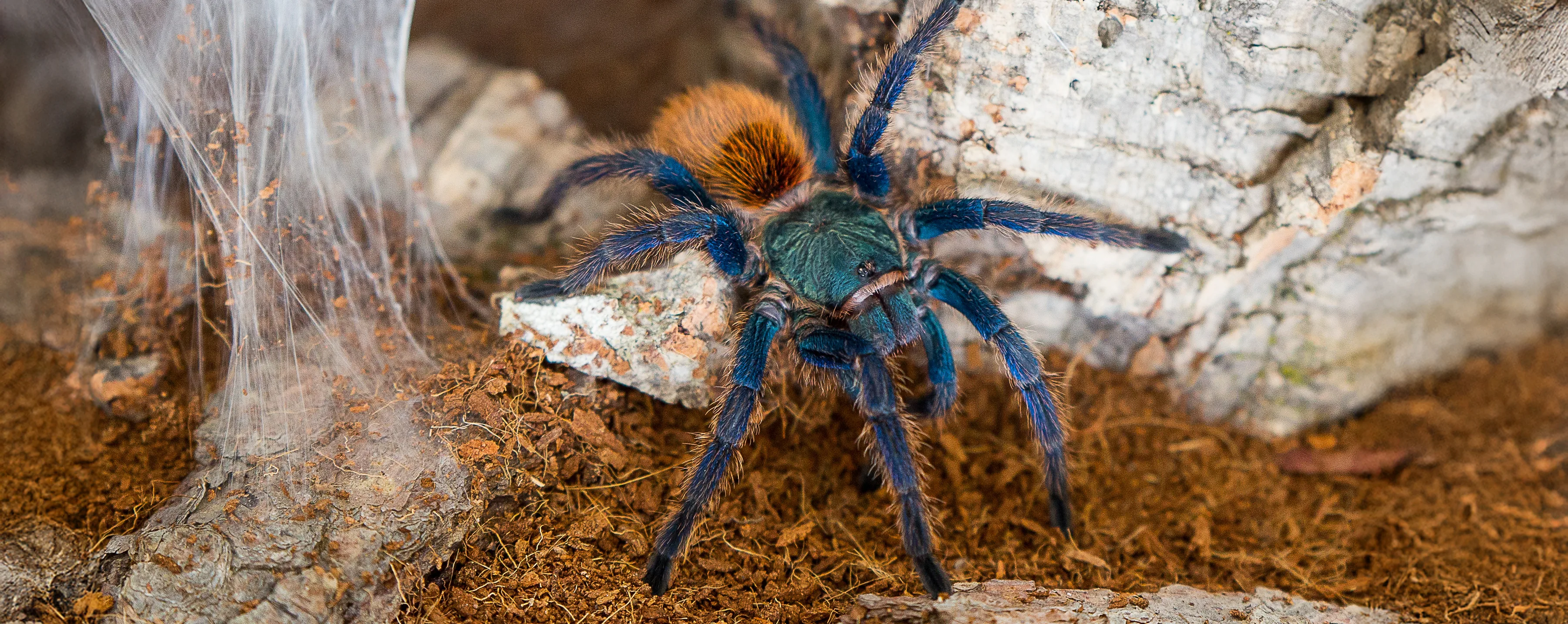 Green Bottle Blue Tarantula shutterstock 2053332749 copy