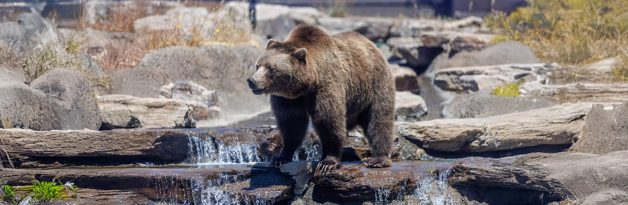 Grizzly bear 062725