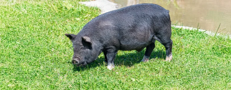 Guinea Forest Hogs 4 copy