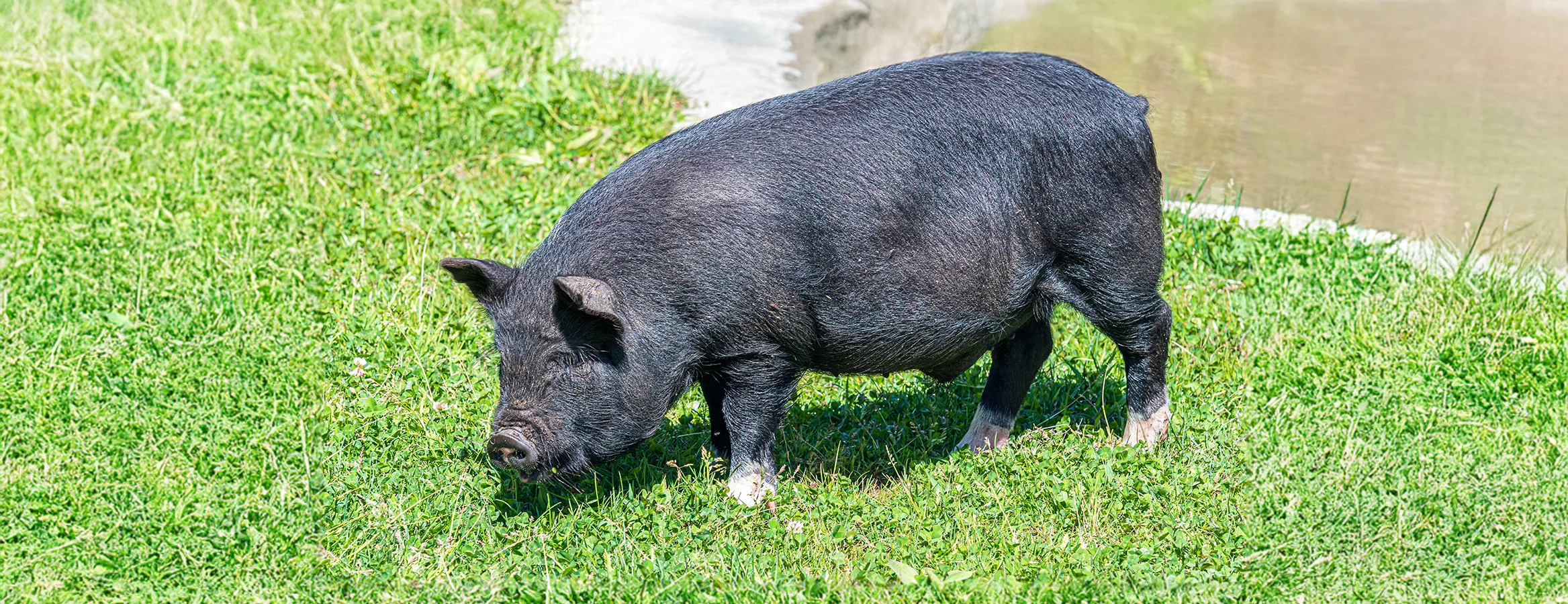 Guinea Forest Hogs 4 copy2