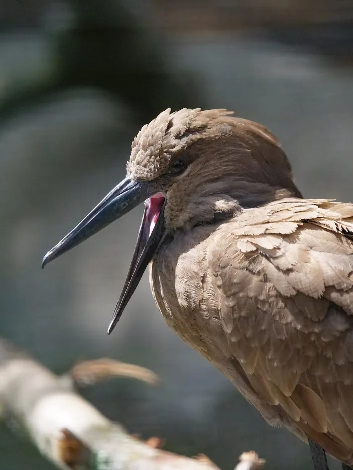 Hamerkop Stephen Woo