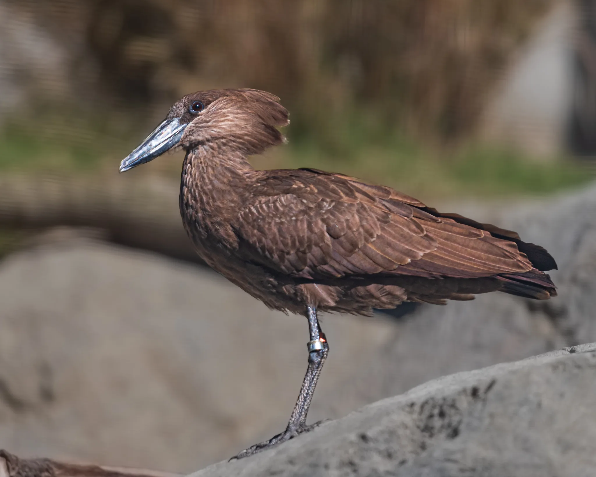 Hamerkop Steven Gotz Nov 2022