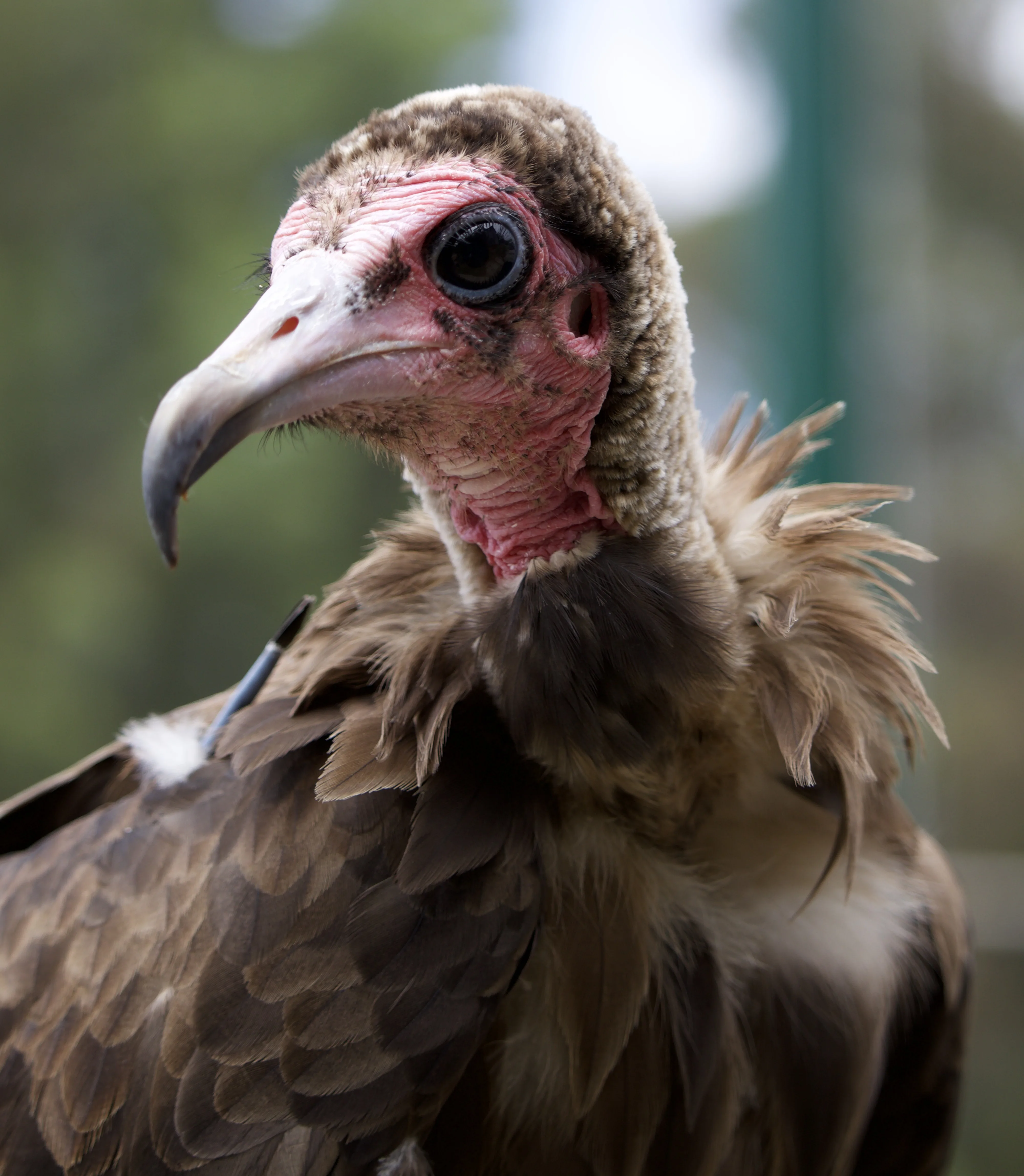 Hooded vulture Not Iniko Keeper Aeriell
