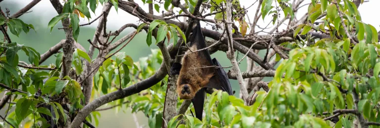 Island Flying Fox 567732433 crop