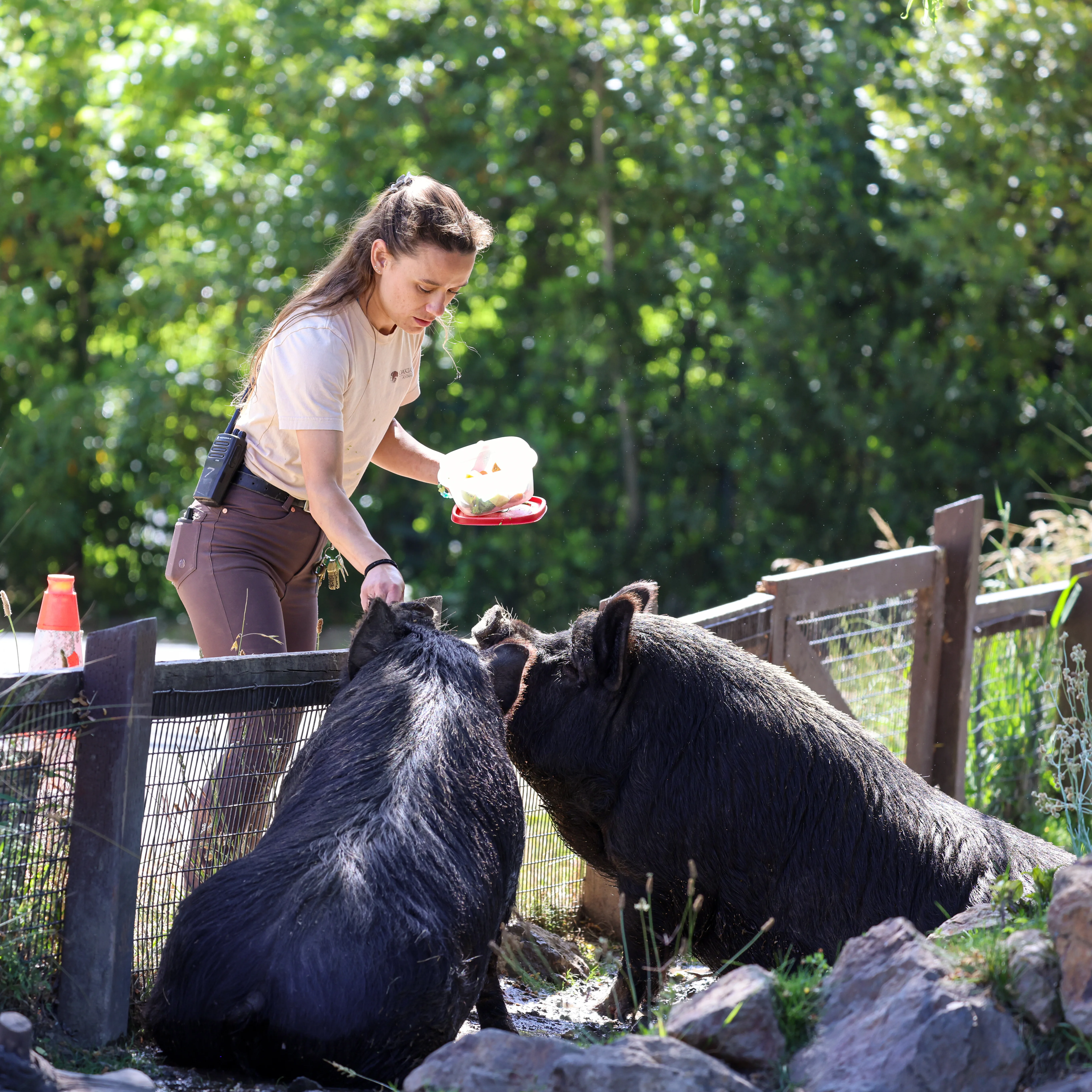 Keeper Emily Williams with hogs Steve Franks MAY 2025