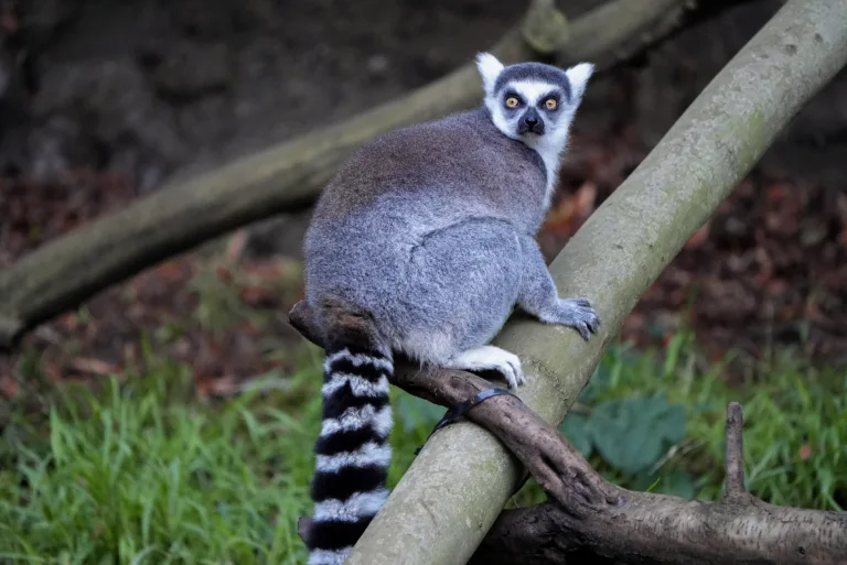 Lemur Teresa Jan 2026