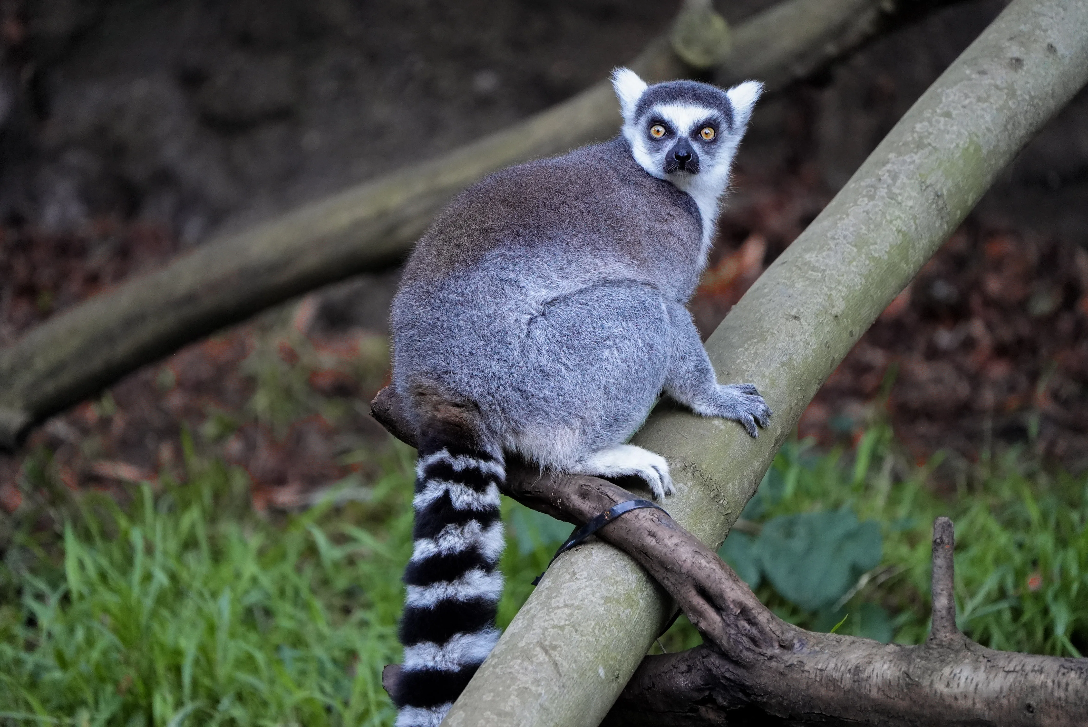 Lemur Teresa Jan 2026