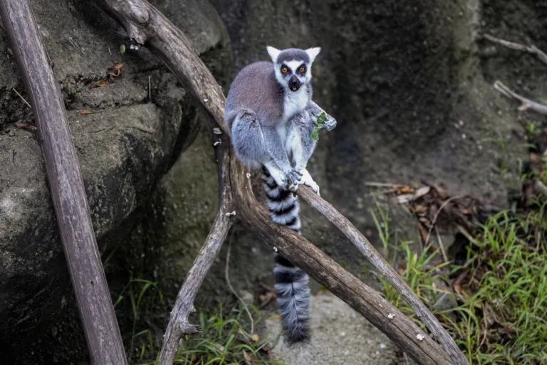 Lemur eating Teresa Jan 2026