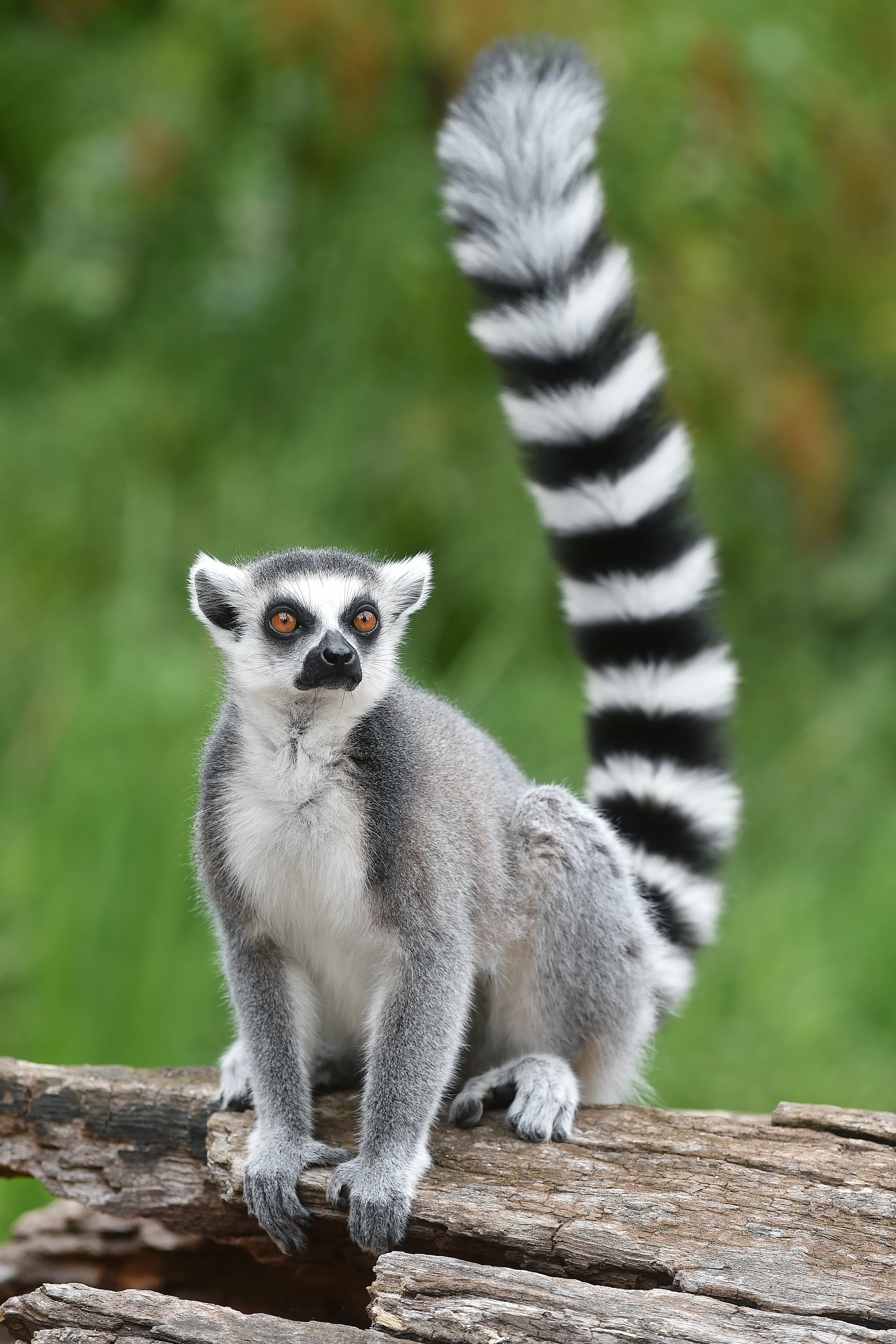 Lemur Stock