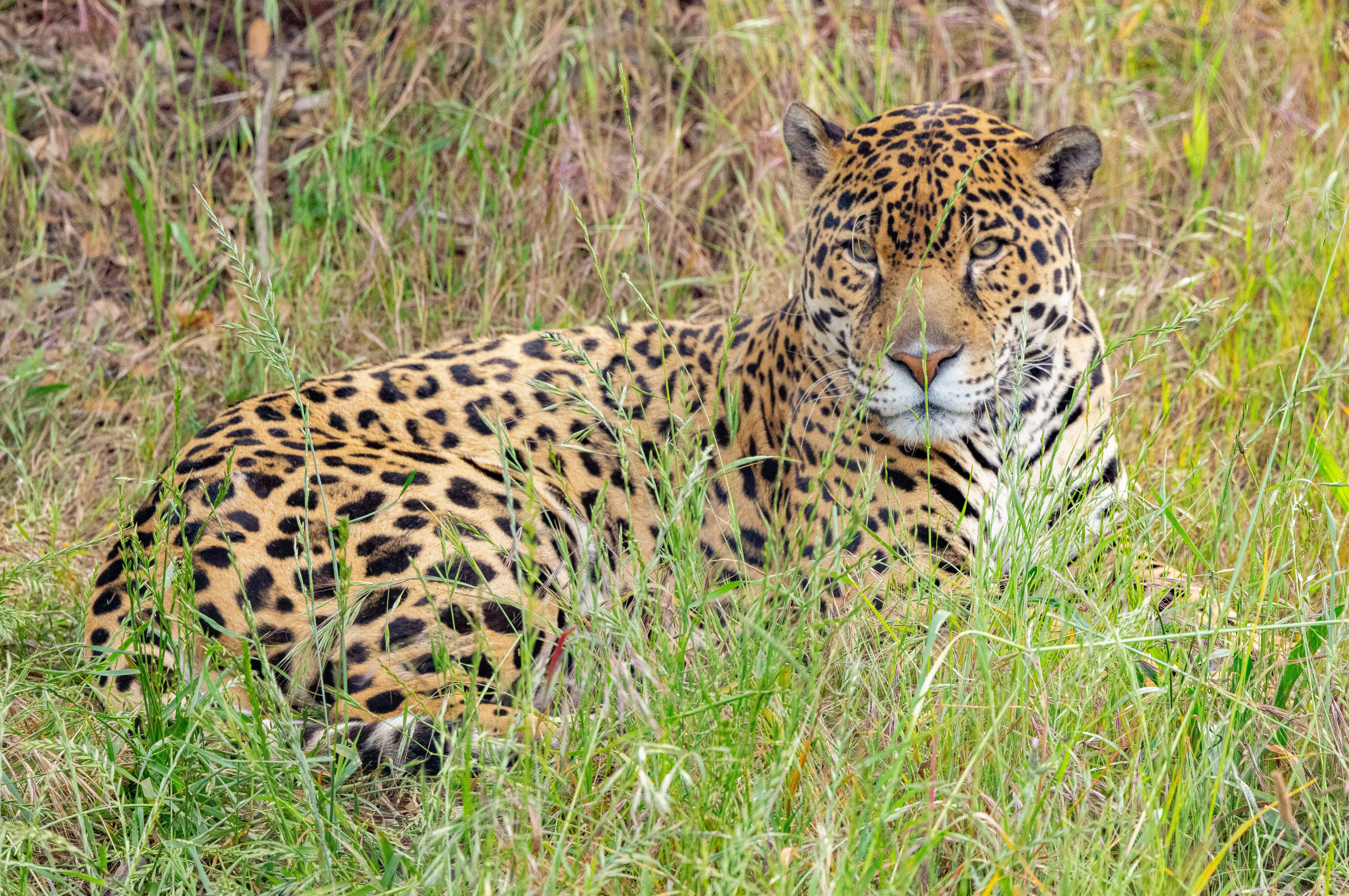 Lucha JaguarDarrell Lavin