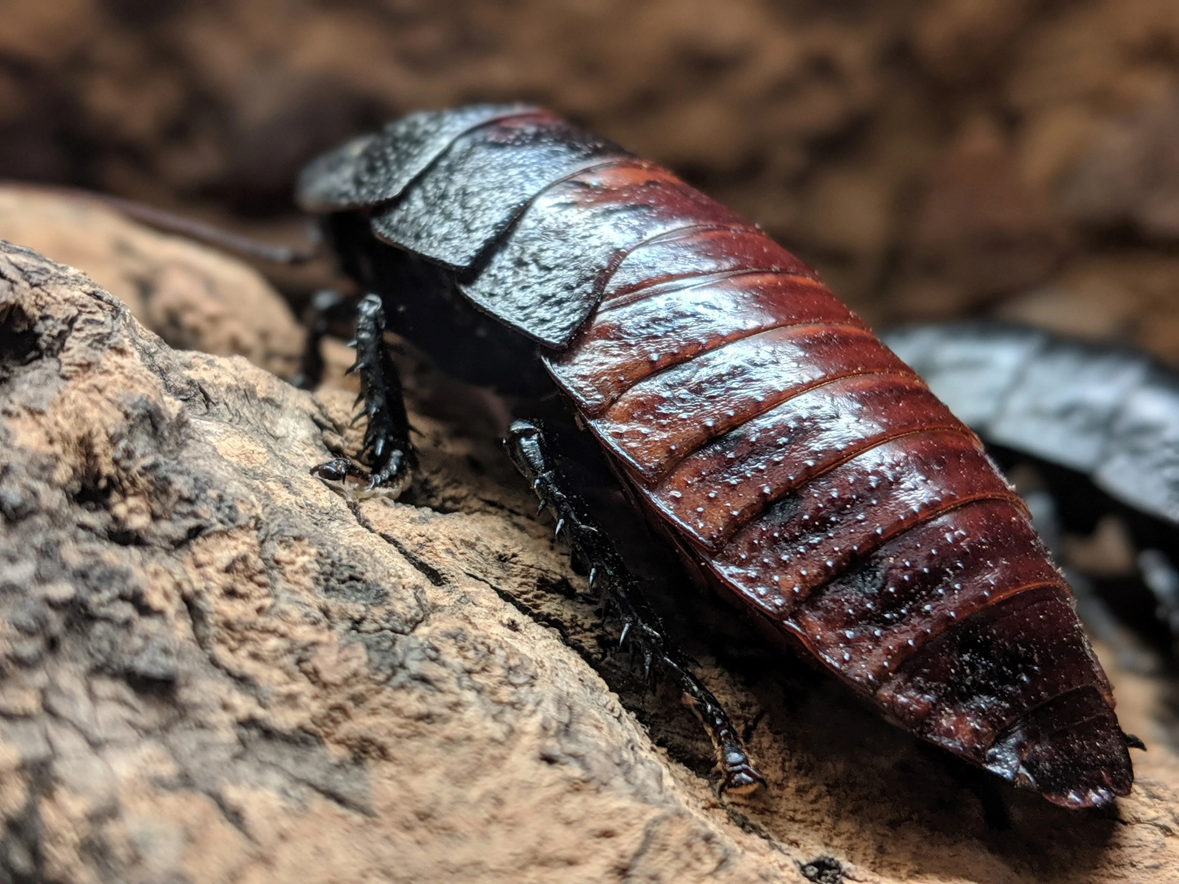 Madagascar Hissing Cockroach Oakland Zoo
