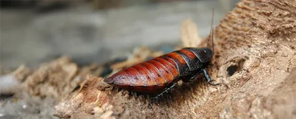 Madagascar Hissing Cockroach Oakland Zoo copy copy