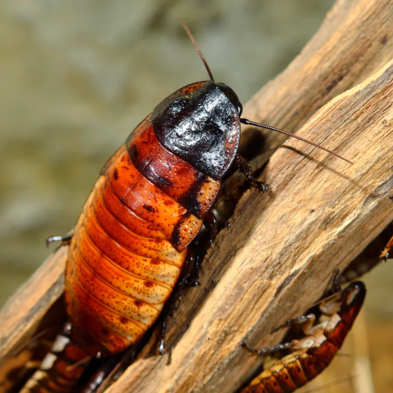 Madagascar Hissing Cockroach shutterstock 121942510