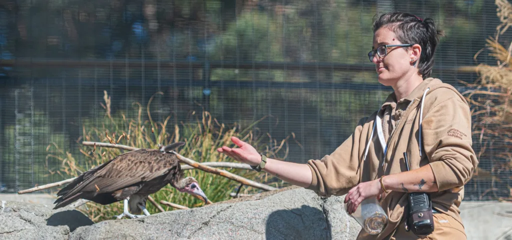 Madison in Aviary with hooded vulture Steven Gotz Nov 2022 copy