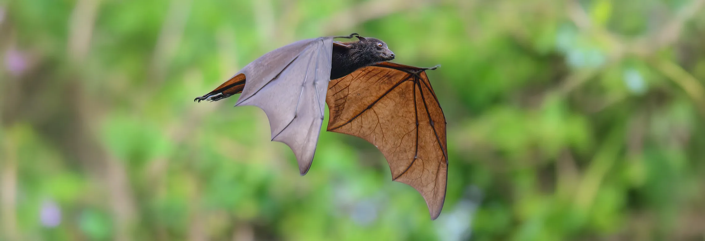 Malayan Flying Fox 1629340979 copy