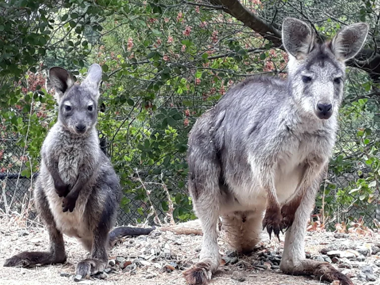 Merindah and Maka Wallaroos Oakland Zoo