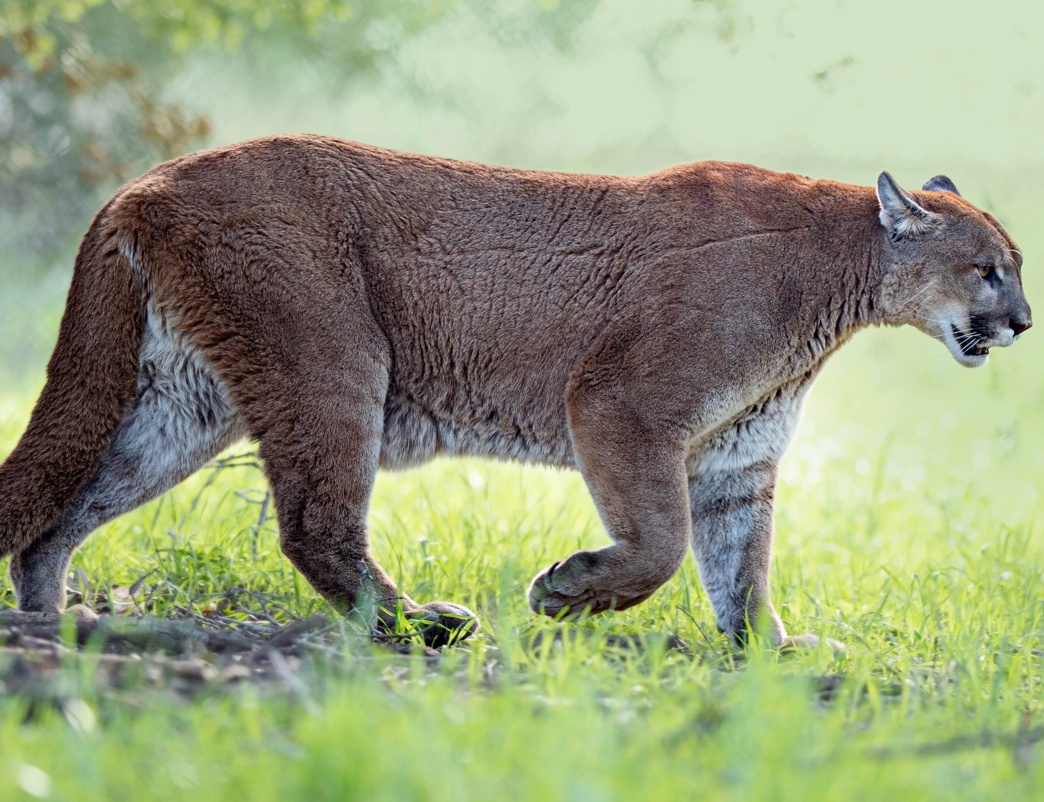 Mountain Lion 2 2