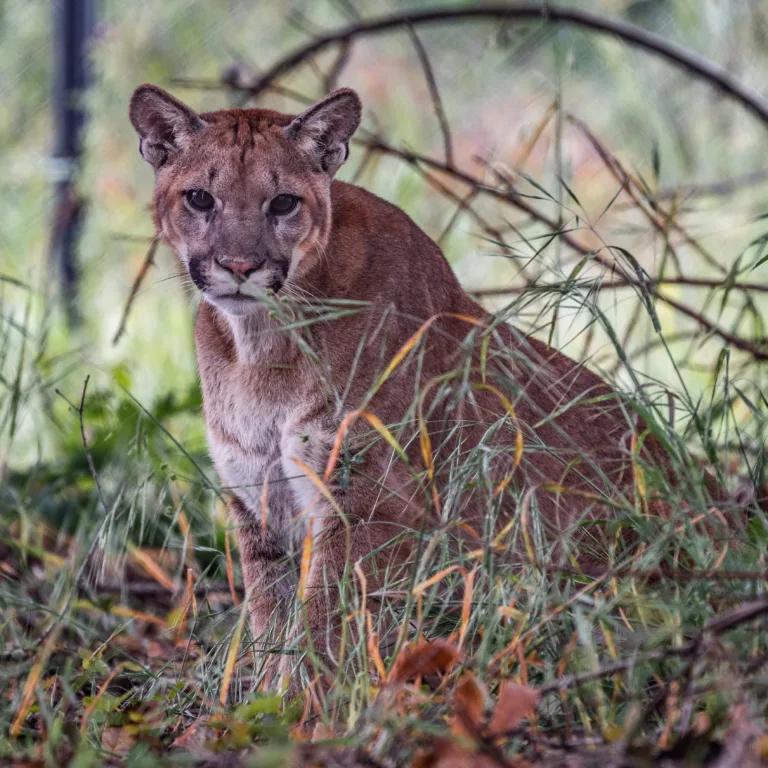 Mountain Lion 68
