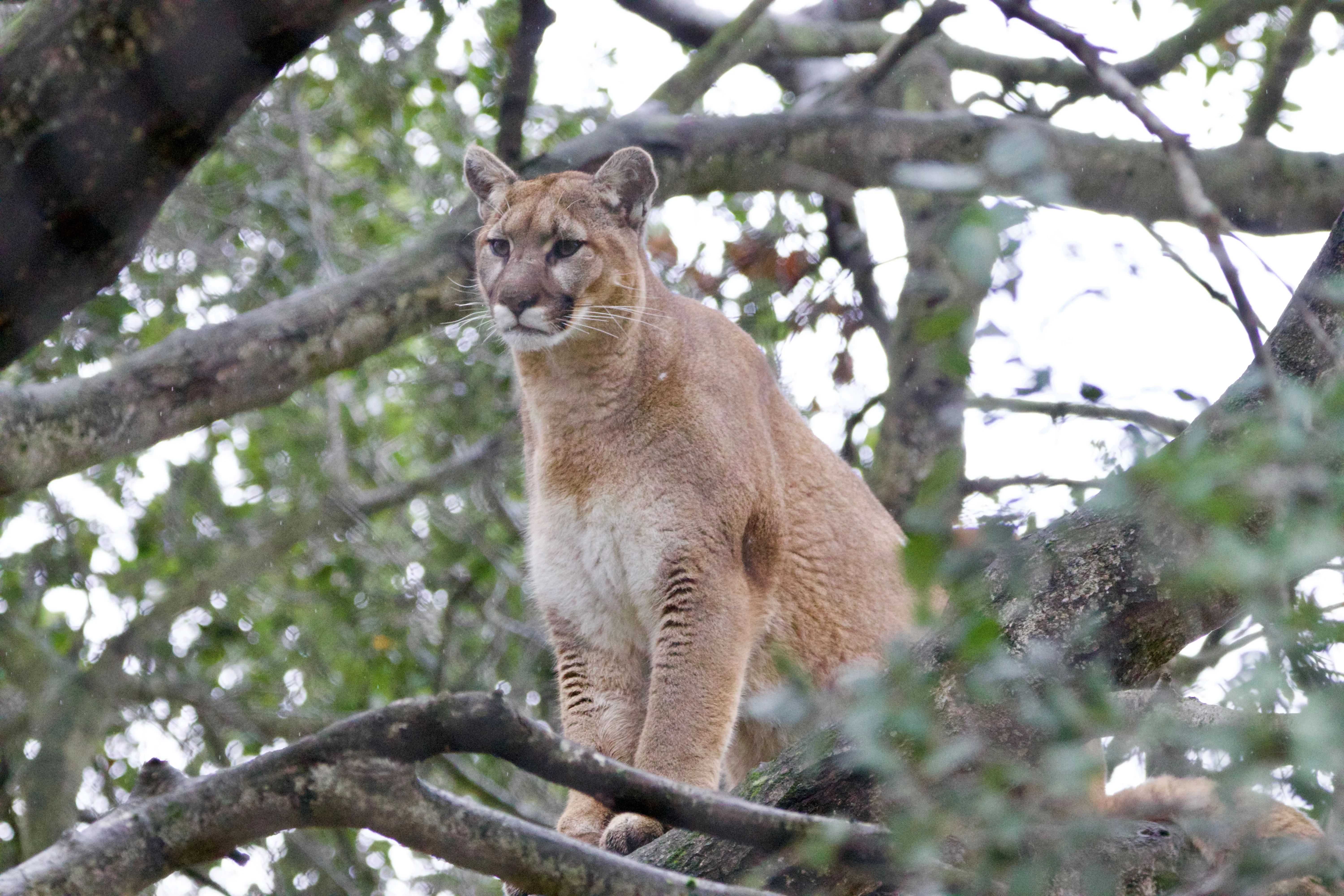 Mountain Lion Maggie Chow 2.3.23