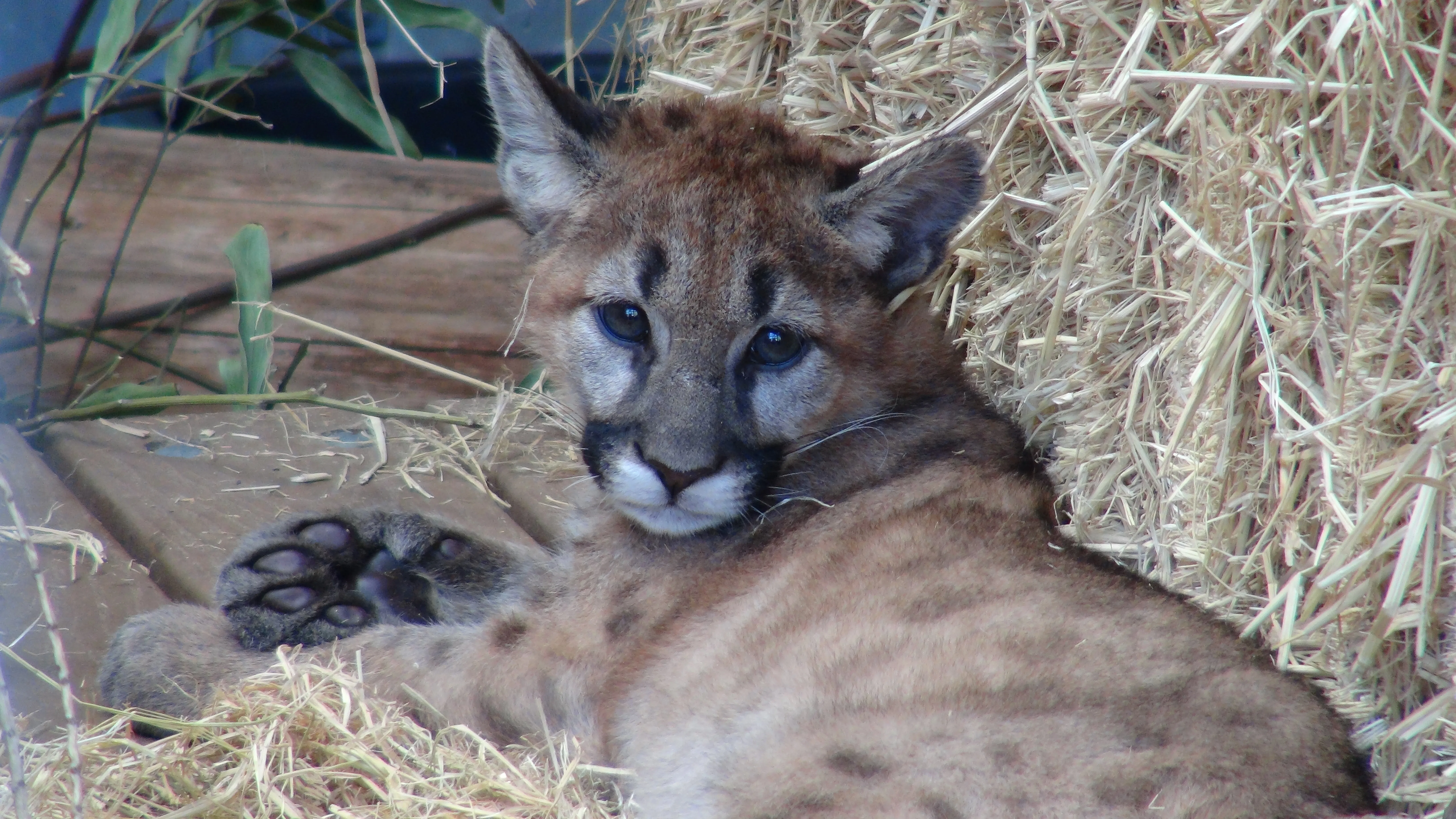 Mountain Lion cubs in hospital Oakland Zoo 2