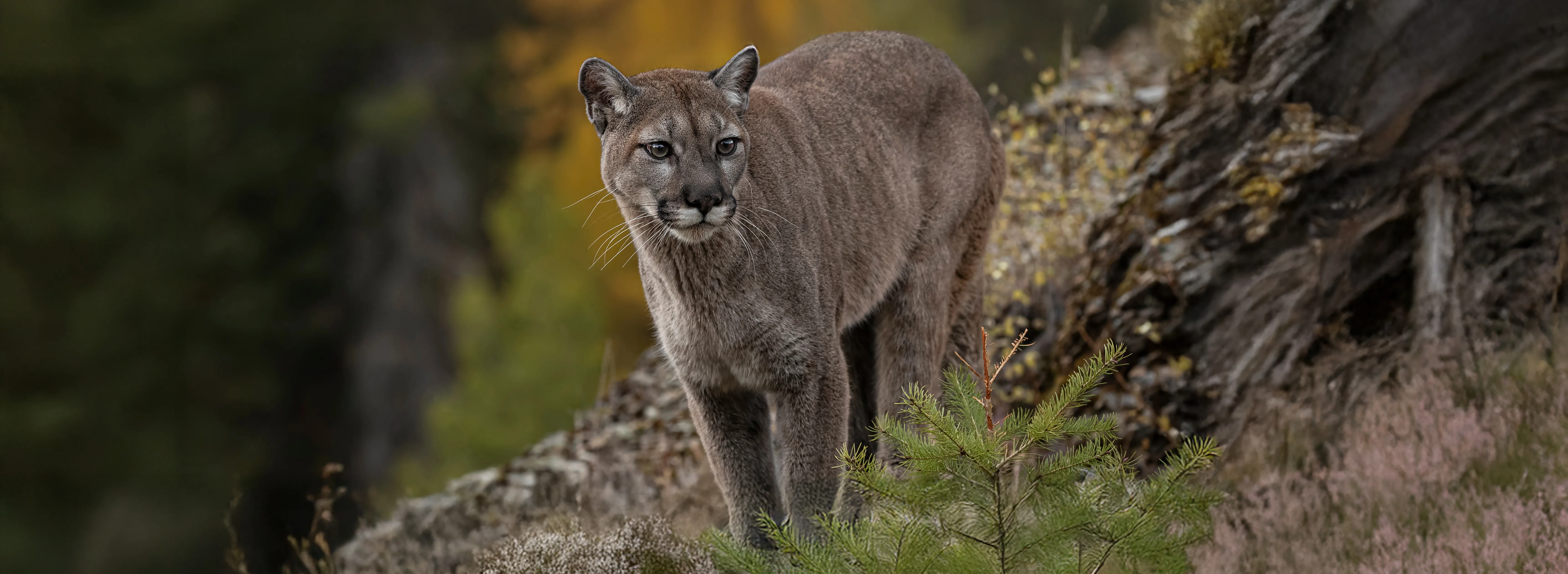 MountainLion 306564177 copy 2