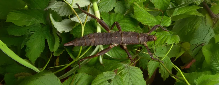 New Guinea Walking Stick copy