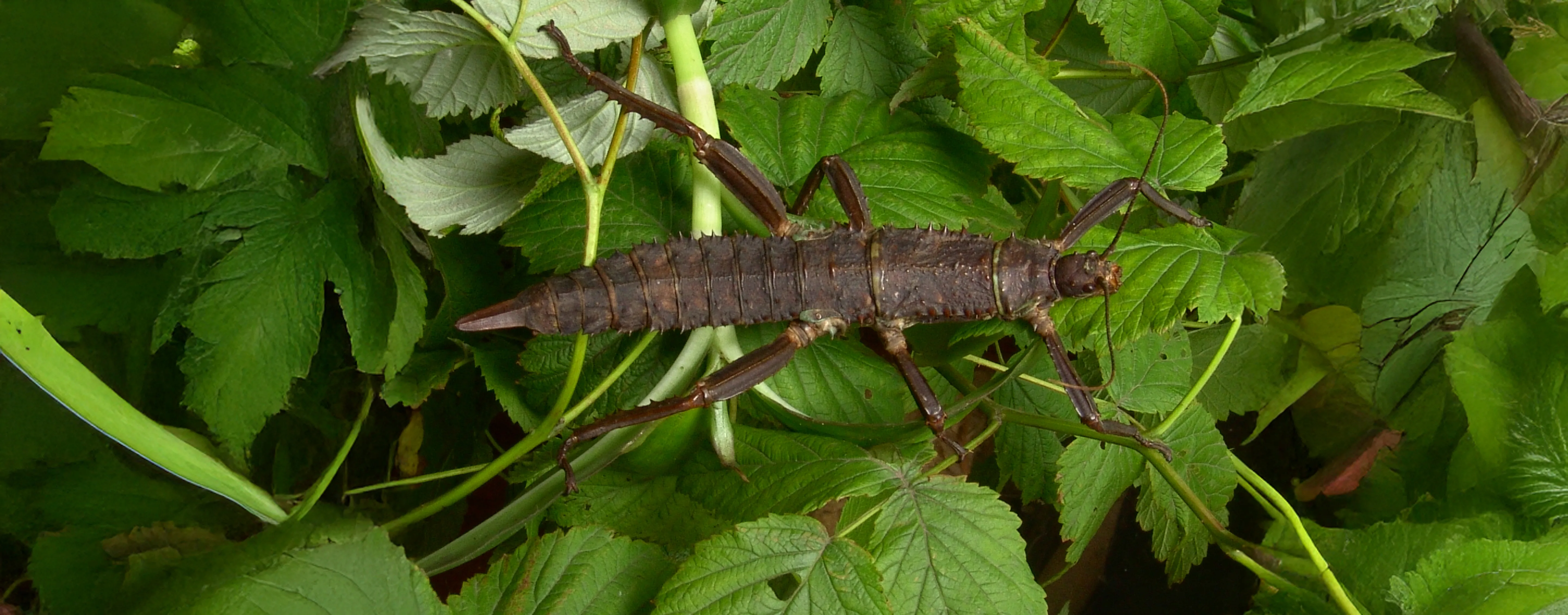 New Guinea Walking Stick copy
