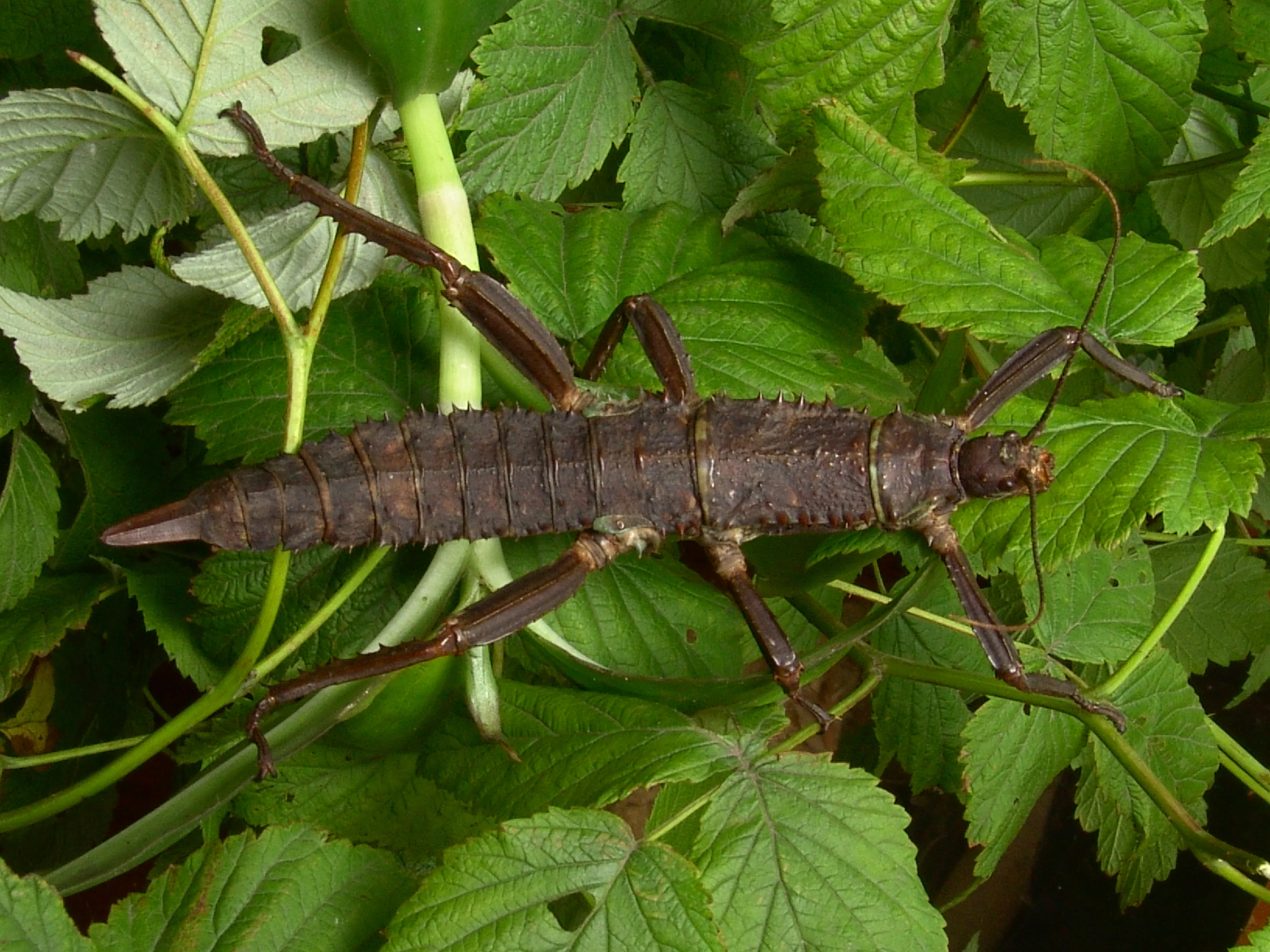 New Guinea Walking Stick