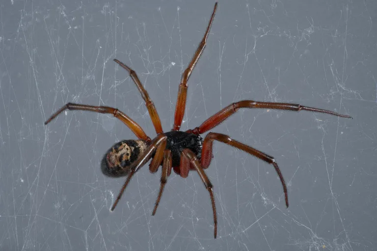 Noble False Widow 954633494