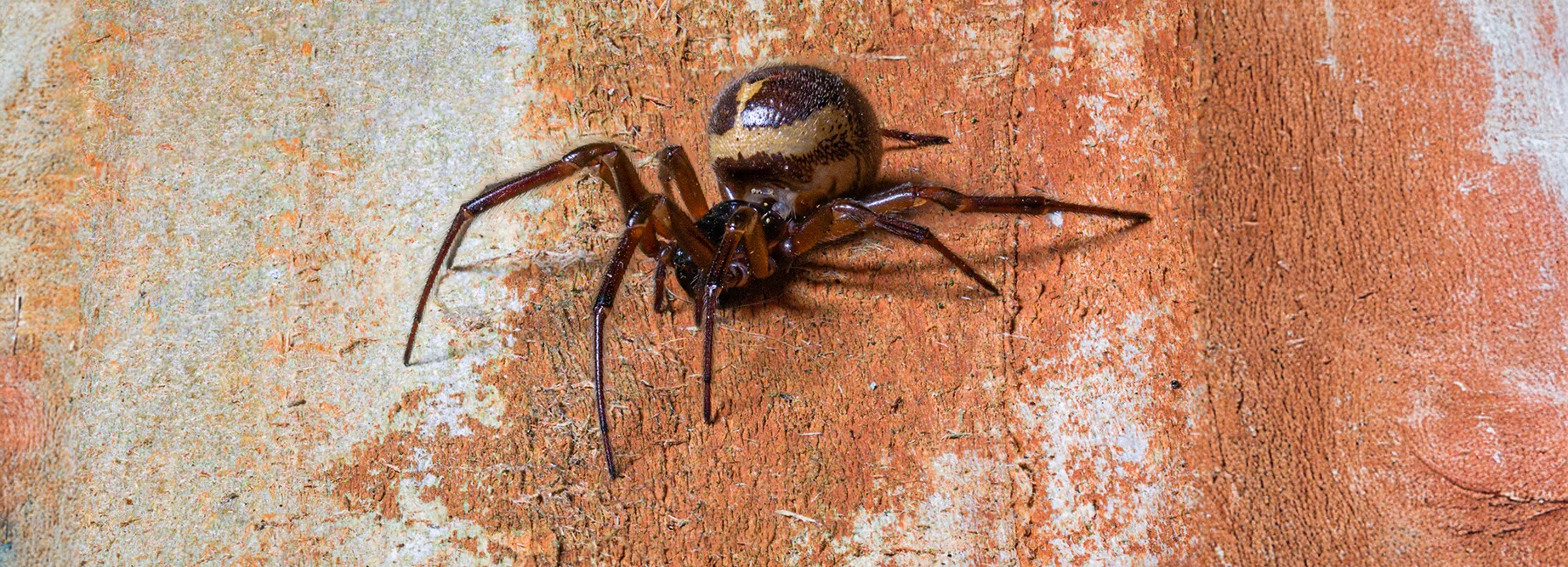 Noble False Widow shutterstock 1713997765 copy 2