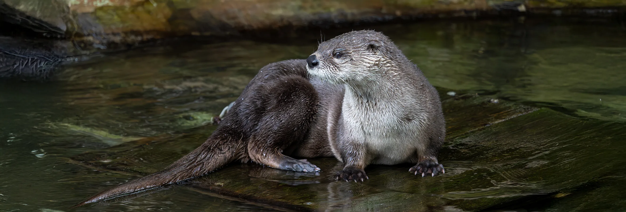 NorthAmericanRiverOtter 633423440 copy
