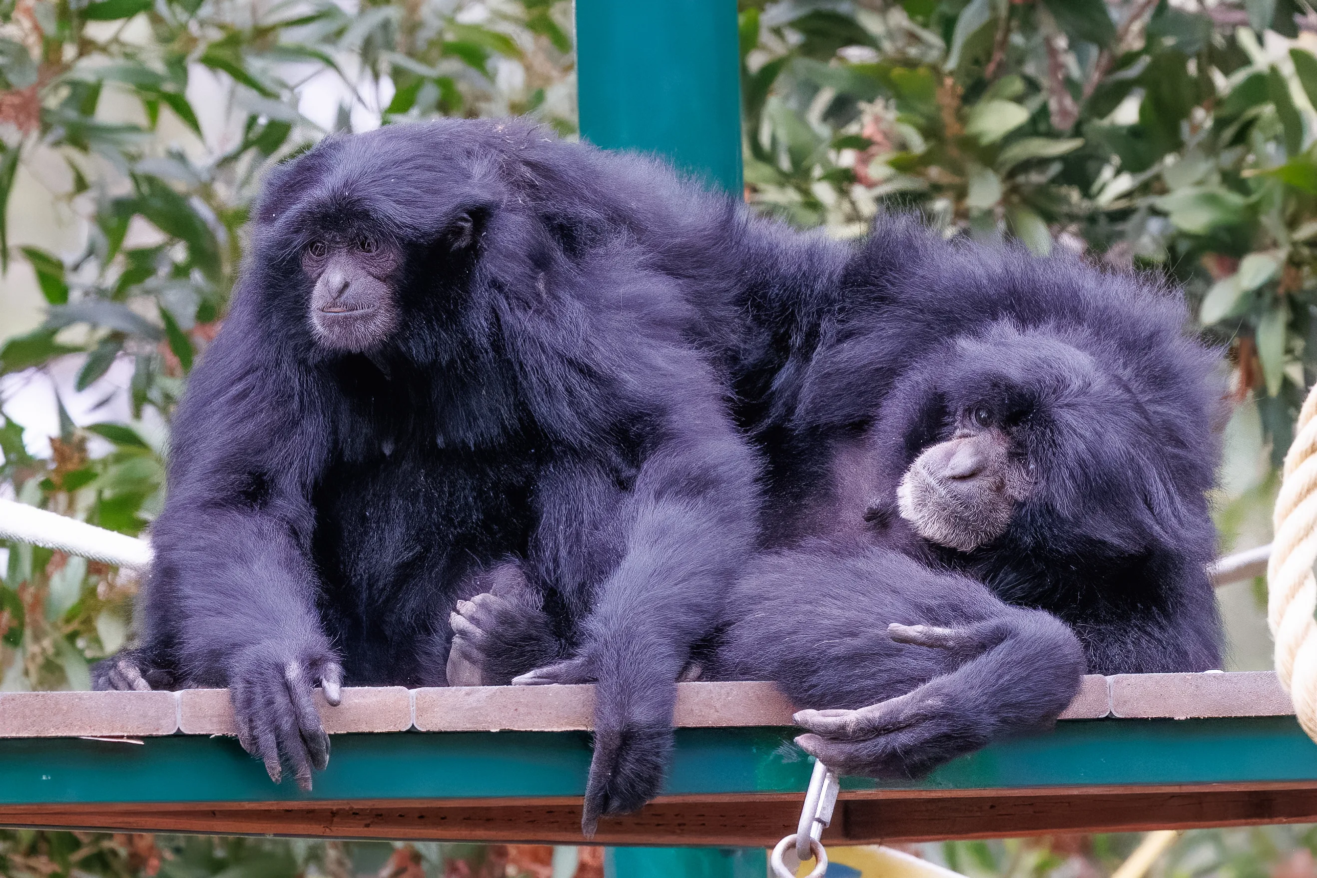 siamangs lounging