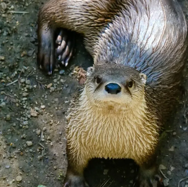 Otter female Stephen Woo