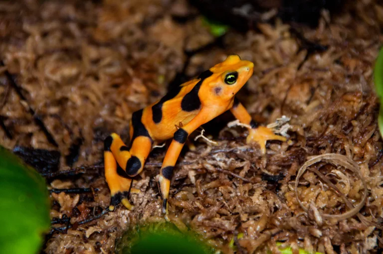 Panamanian Golden Frog 1