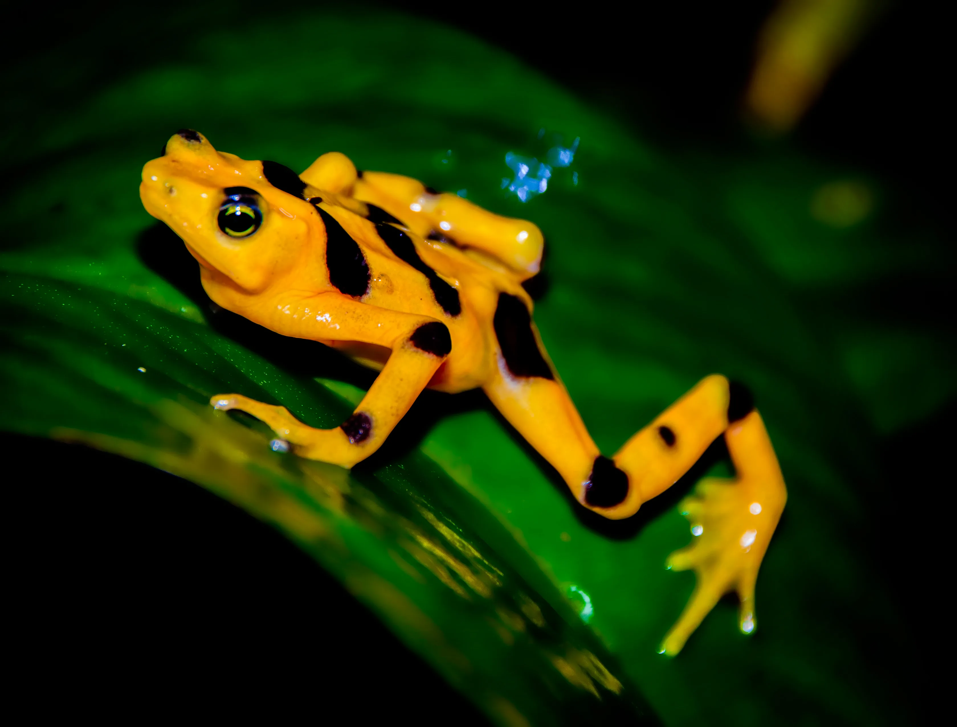 Panamanian Golden Frog 2