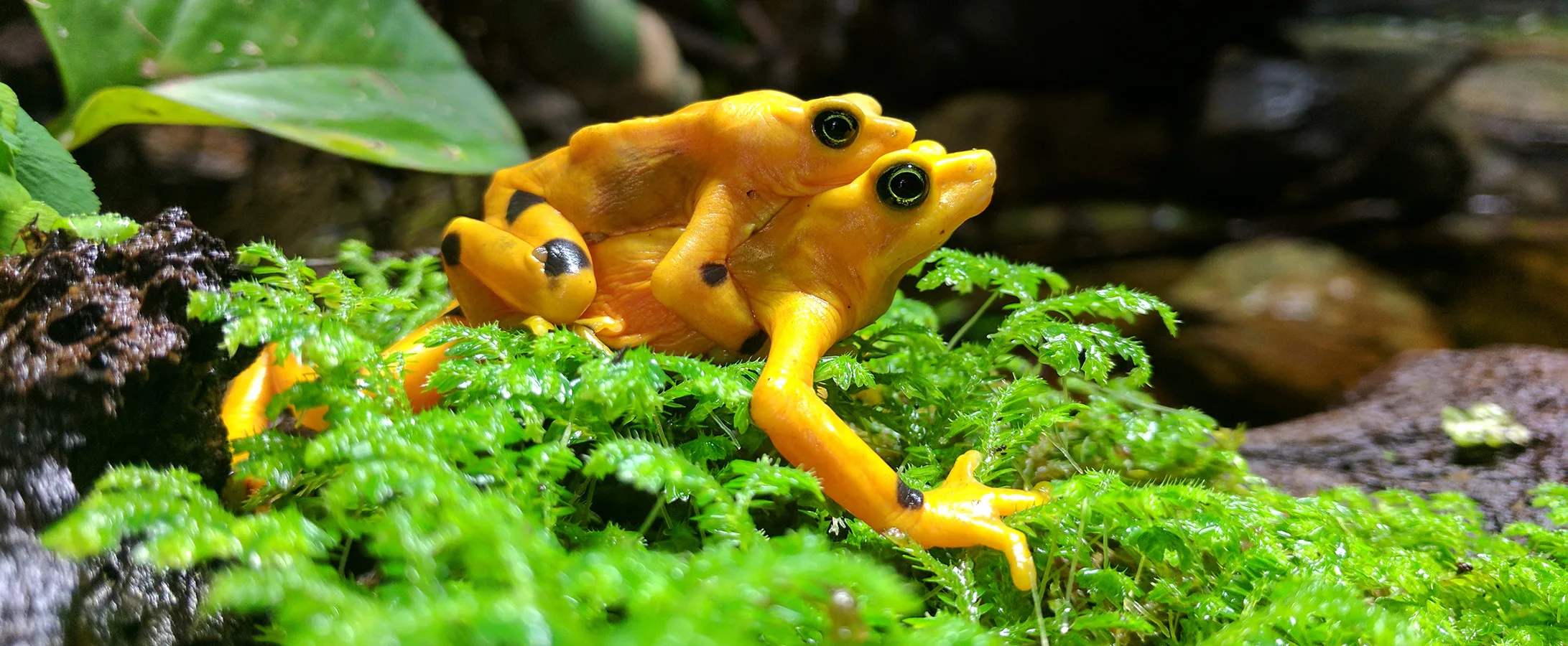 Panamanian Golden Frogs Mating Sean Eyeler copy