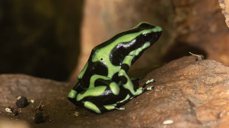 Poison Dart Frog Steven Gotz 6