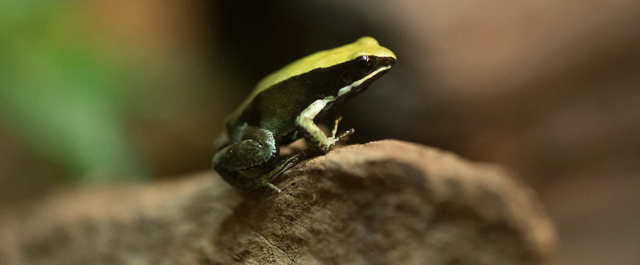 Poison Dart Frog Steven Gotz copy 1
