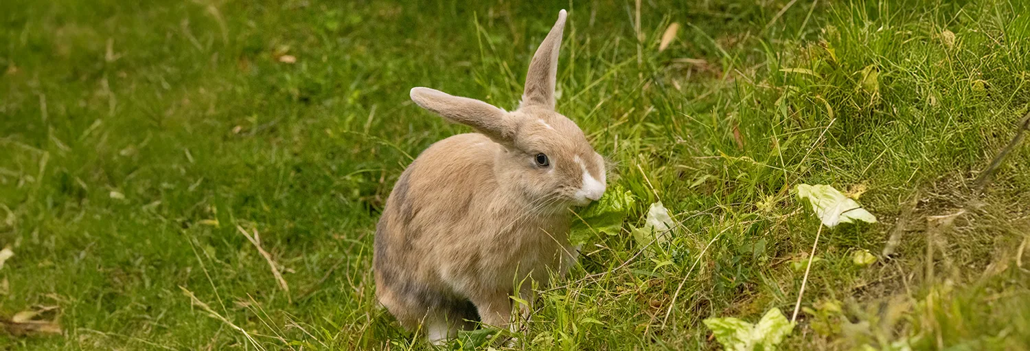 Rabbit 1 062721 Steve Goodall
