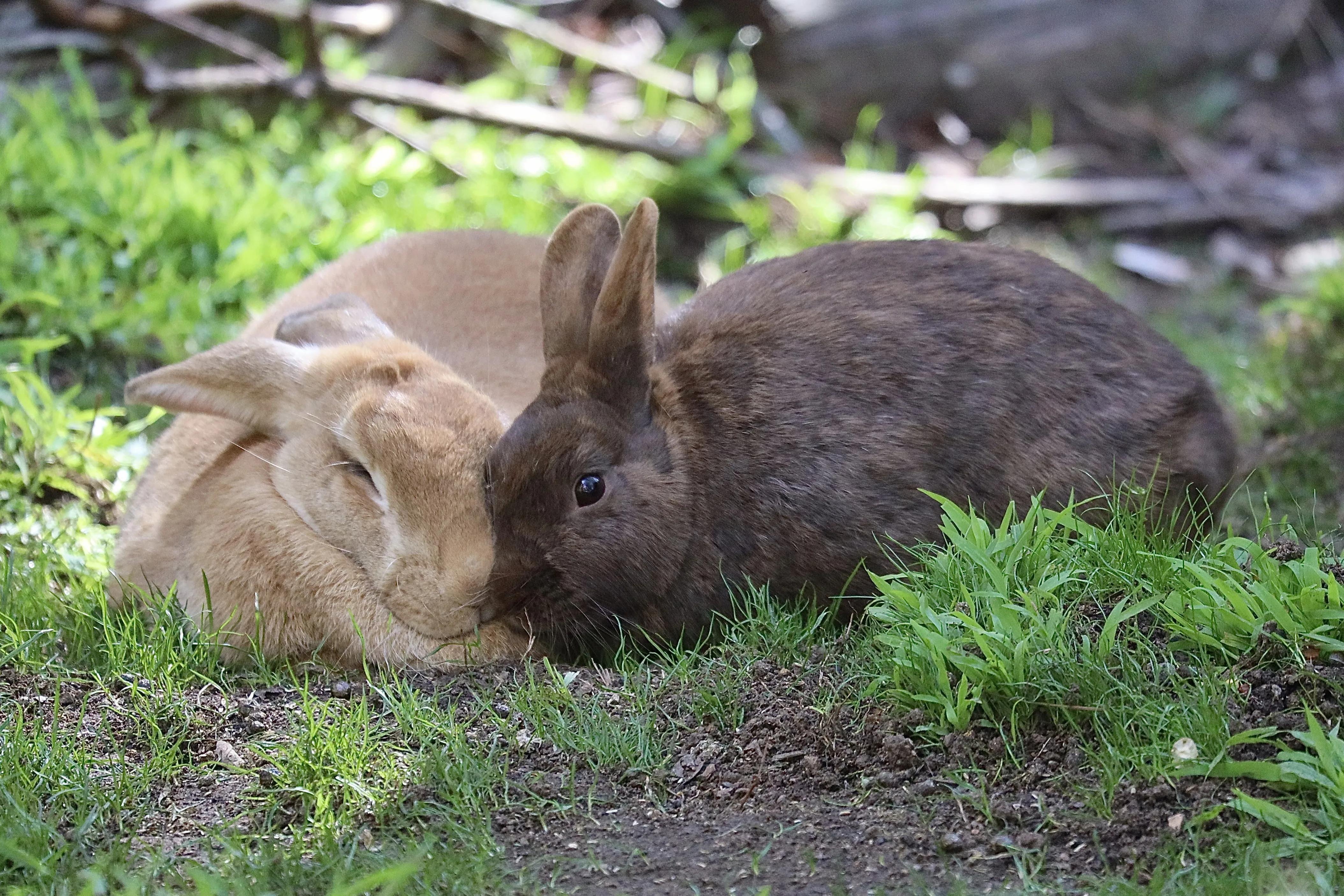 Rabbits Steve Franiks APR 2024