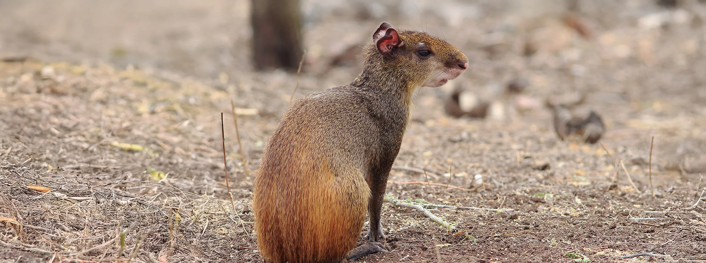 Red rumped Agouti 341156460 copy2