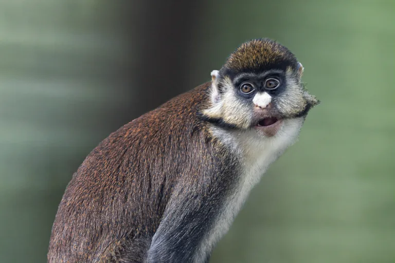 Red tailed Monkey Woah Face Steven Gotz