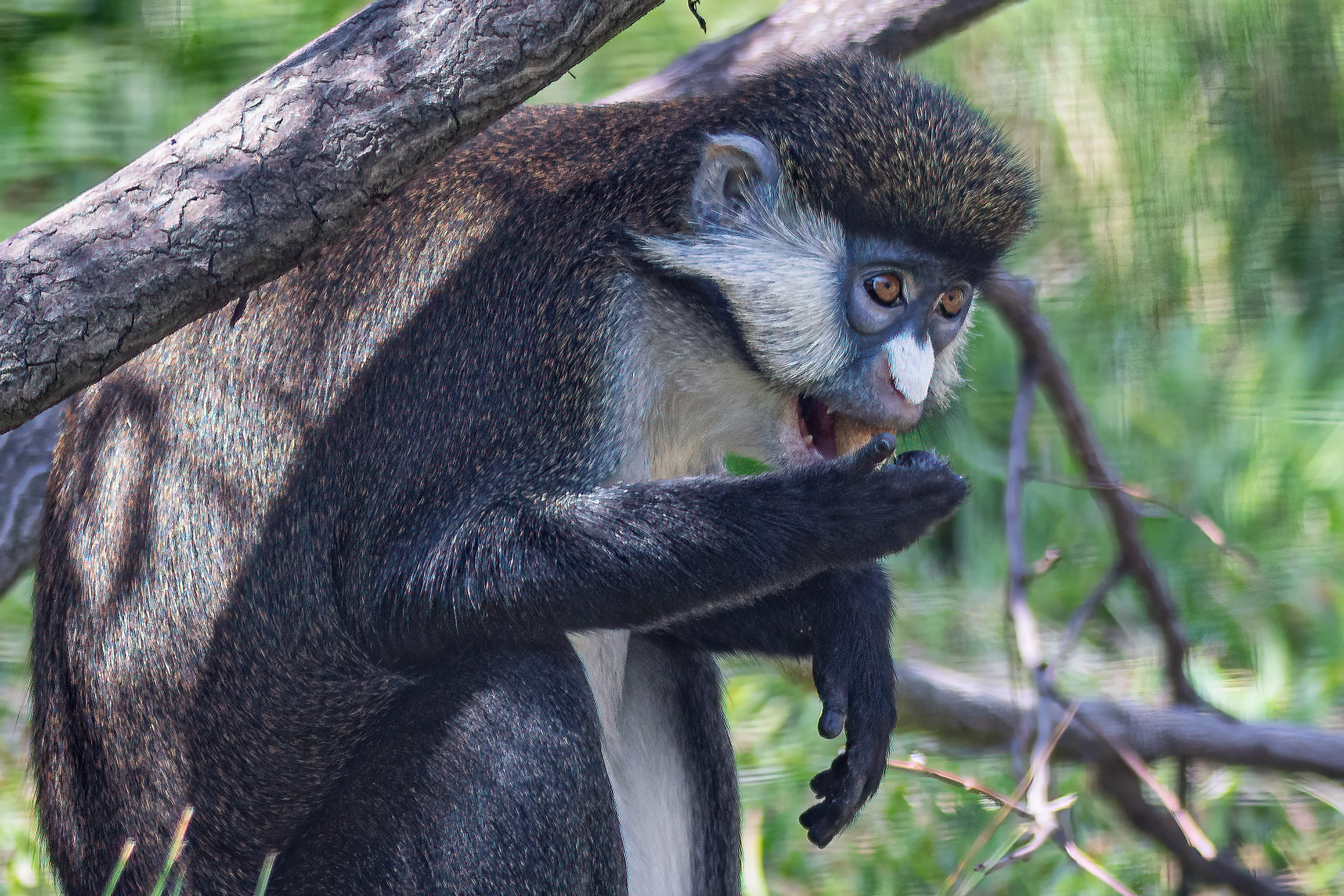 Red tailed Monkey Steven Gotz 9 1