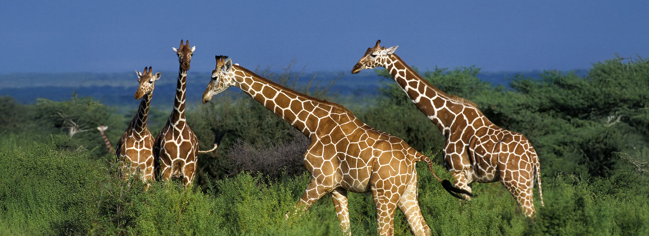 ReticulatedGiraffe 371760597 copy2