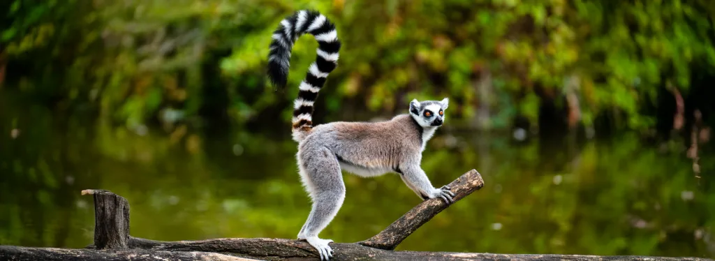 Ring tailed Lemur 221028585 copy
